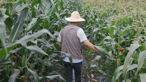 农民伯伯行走在玉米地里检查12秒视频