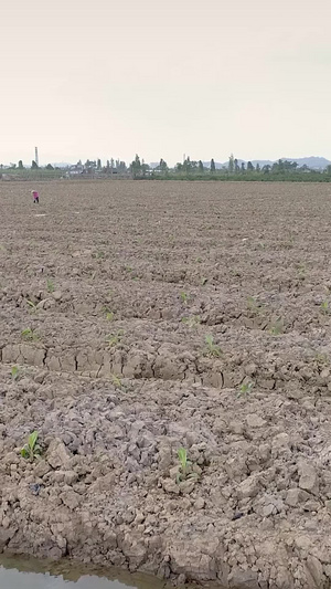 农村耕地 航拍农产品种植60秒视频