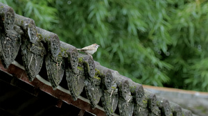 雨后屋檐上的鸟11秒视频