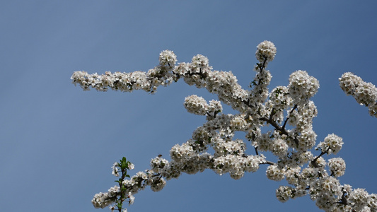 白樱花在清蓝的天空中视频