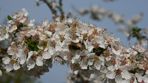 白樱桃梅花的蜜蜂28秒视频