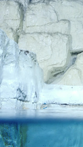 寒冷极地北极熊岸边觅食中山区视频