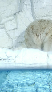 寒冷极地北极熊岸边觅食中山区视频