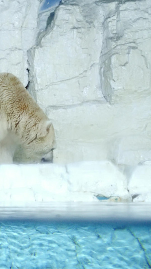 寒冷极地北极熊岸边觅食中山区16秒视频