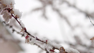 春树开花枝和花朵在暴风雪中被雪覆盖16秒视频
