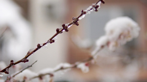 鲜花开花枝花朵和花芽覆盖着雪雪自然遭受气候变化的气候灾害24秒视频