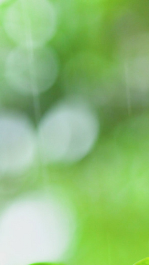 谷雨雨水初春植物大雨37秒视频