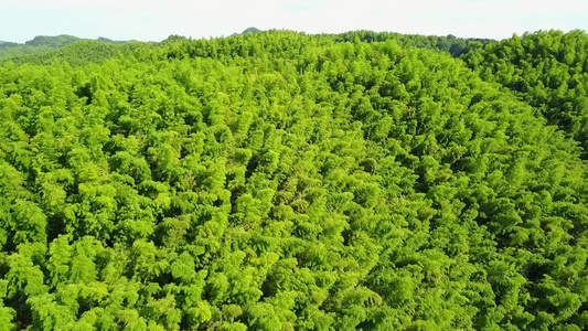 竹海竹林风景线竹子航拍视频素材[层峦叠翠]视频
