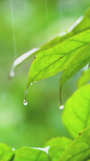 谷雨雨水初春植物大雨37秒视频