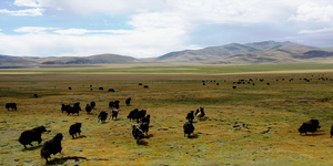 西藏阿里地区草原牦牛13秒视频