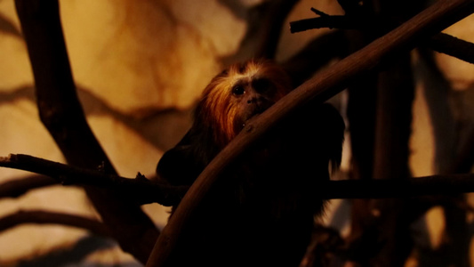 一只小猴子坐在树上视频