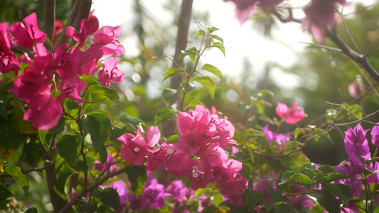 春天花园里五颜六色的热带花卉的宏观特写视频