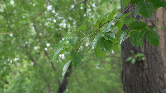 雨滴落于夏季森林的树叶上暴雨天气在夏日过热时降下在视频