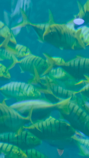 实拍海洋生物鱼群动物园12秒视频