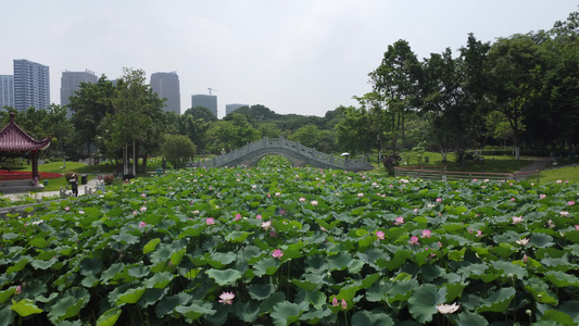 荷花视频