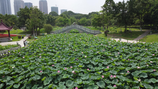 荷花视频