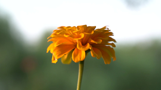 鲜花特写[干花]视频