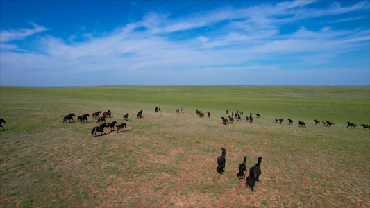 5k航拍广袤的草原及草原上奔跑的马匹和马群视频