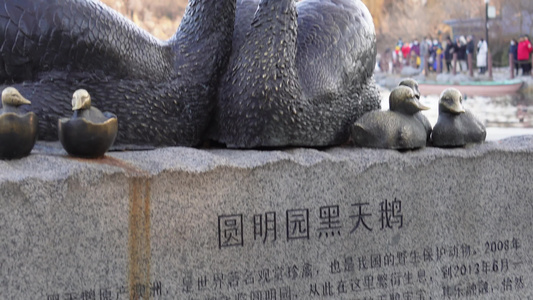 黑天鹅栖息地圆明园景区说明视频