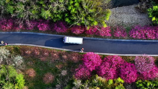 汽车穿梭在开满鲜花的道路上开往春天的列车视频