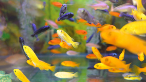 鱼缸中的观赏金鱼4k宠物素材55秒视频