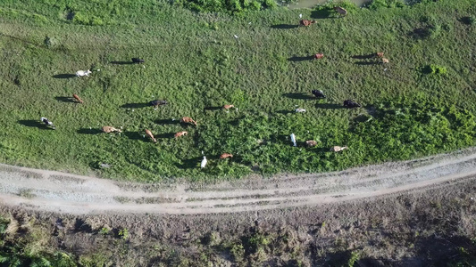 牛群在绿草地上飞翔视频