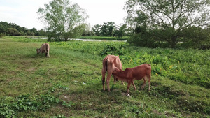 农村地区奶母牛喂奶给小牛14秒视频