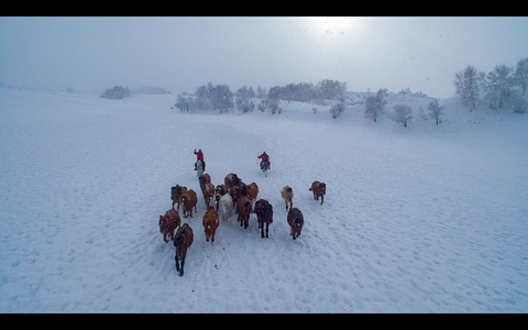 内蒙古乌兰布统坝上草原冬季跑马航拍视频视频