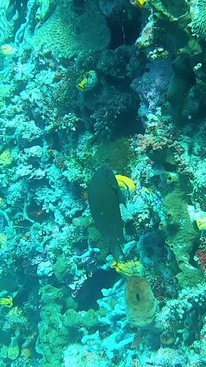 海底世界水环境36秒视频