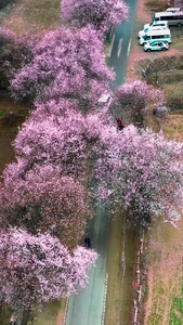 林芝波密桃花沟赏桃花的人航拍素材自然村视频