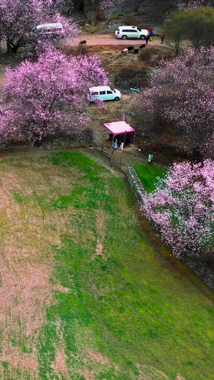 林芝波密桃花沟赏桃花的人航拍素材西藏村庄149秒视频