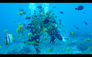 巴厘岛贝尼达潜水水下视频44秒视频