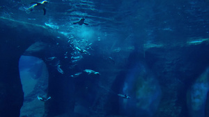 企鹅在水下迅速游泳吃鱼10秒视频