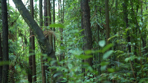 自然森林树木花草12秒视频