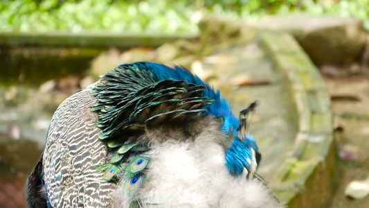 优雅的野生异国鸟多彩艺术羽毛关闭孔雀纹状羽羽毛飞着视频