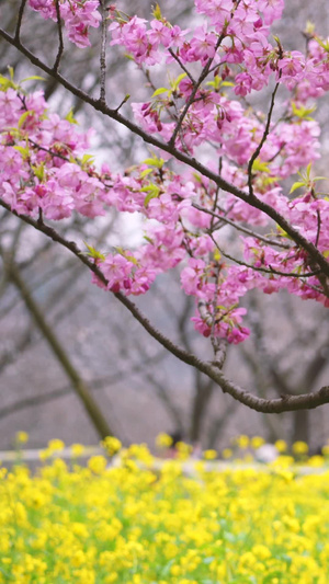 城市春天花季红色早樱与黄色油菜花素材春天素材42秒视频