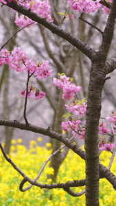城市春天花季红色早樱与黄色油菜花素材樱花树视频