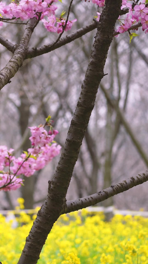 城市春天花季红色早樱与黄色油菜花素材樱花季42秒视频