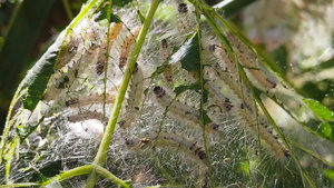 青树上的网虫毛虫06慢动13秒视频