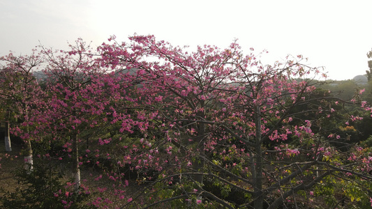 山上的木棉花视频