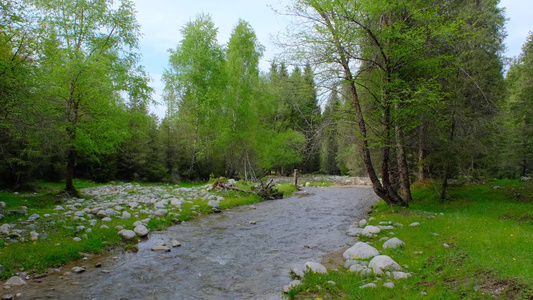 新疆恰西森林公园的森林和溪流视频