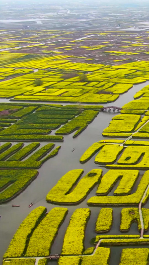 俯瞰江苏兴化湿地水上油菜花海视频旅游景点50秒视频
