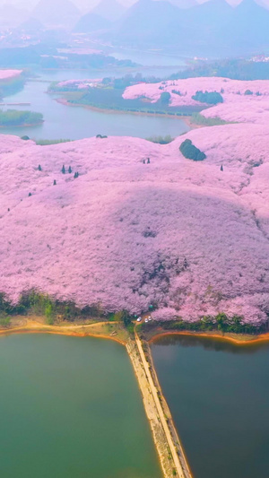 航拍贵州平坝樱花园全景素材贵安新区53秒视频