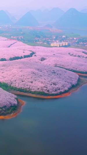 航拍贵州平坝樱花园全景素材贵安新区53秒视频