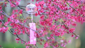 樱花树上悬挂风自然空镜26秒视频