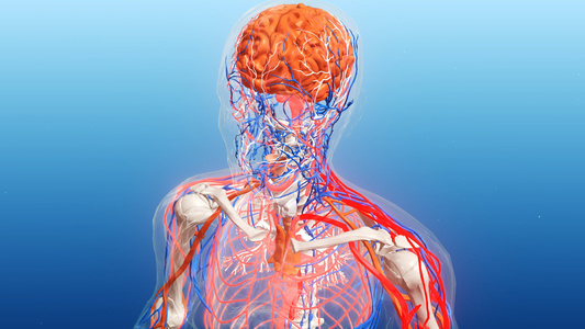 4K三维科技医疗人体颈动脉全息背景视频