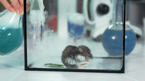 与老鼠一起将烟雾从瓶子抽到玻璃容器中18秒视频