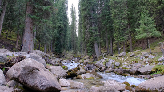 新疆琼库什台阳光下的森林和溪流视频