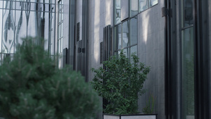 在公司办公室玻璃大厦的绿树18秒视频