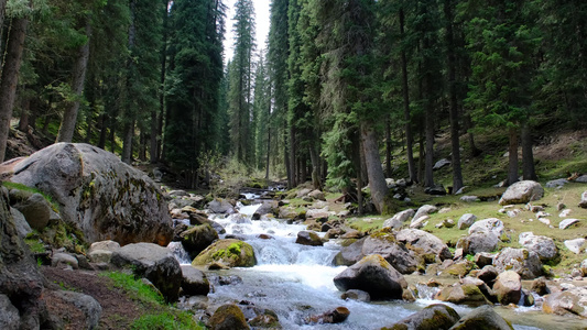 新疆琼库什台阳光下的森林和溪流视频